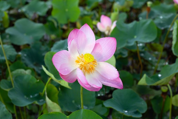 Mooie bloeiende lotusbloem met bladeren Waterlelievijver