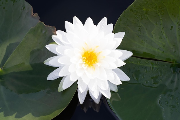 Mooie bloeiende lotusbloem met bladeren waterlelievijver