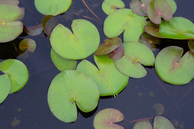 Mooie bloeiende lotusbloem met bladeren Waterlelievijver