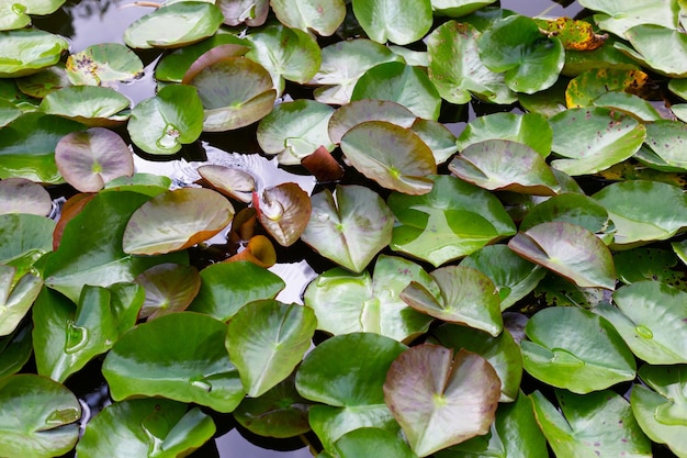 Mooie bloeiende lotusbloem met bladeren Waterlelievijver