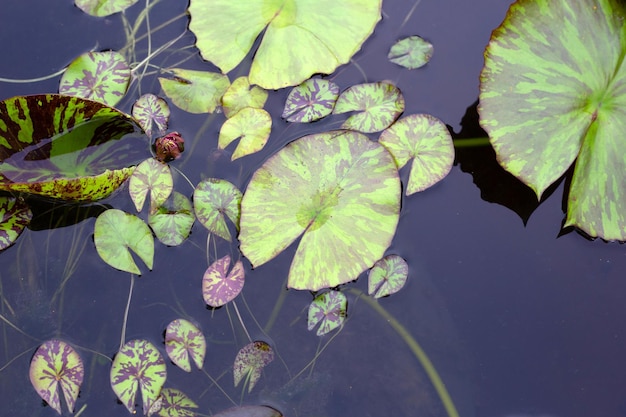 Mooie bloeiende lotusbloem met bladeren Waterlelievijver