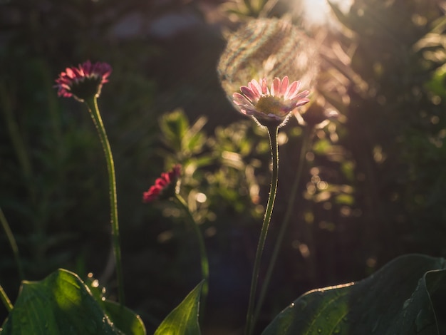 Mooie, bloeiende madeliefjebloem