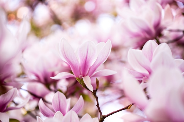 Mooie bloeiende magnolia bloeit op de enorme magnoliaboom