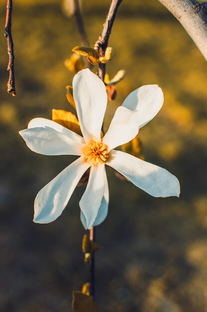 Mooie bloeiende magnoliatakken met open bloemen. witte chinese magnolia met tulpenbloemen in de lentetuin.