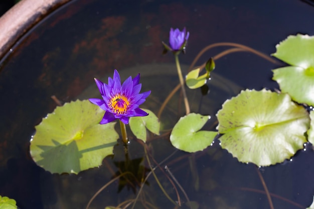Mooie bloeiende Nymphaea lotusbloem met bladeren Paarse waterlelie in pot