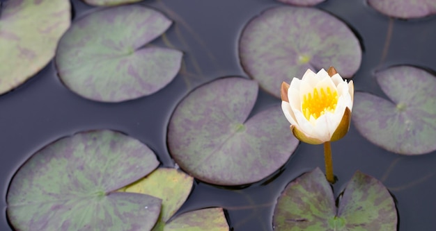 Mooie bloeiende Nymphaea lotusbloem met bladeren Waterlelie pot