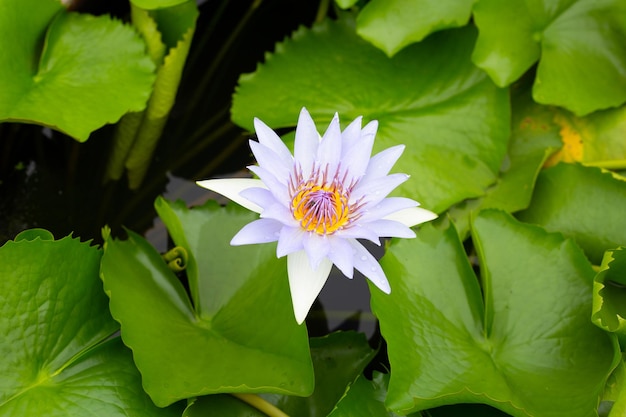 Mooie bloeiende Nymphaea lotusbloem met bladeren Waterlelie pot