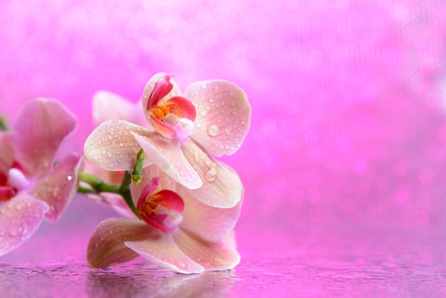 Mooie bloeiende orchidee met waterdruppels op lichte kleur achtergrond