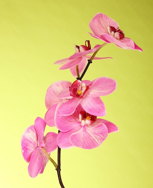 Mooie bloeiende orchidee op groene achtergrond
