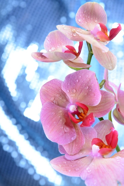Mooie bloeiende orchidee op lichte achtergrond