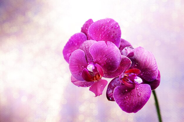 Mooie bloeiende orchidee op lichte kleur achtergrond