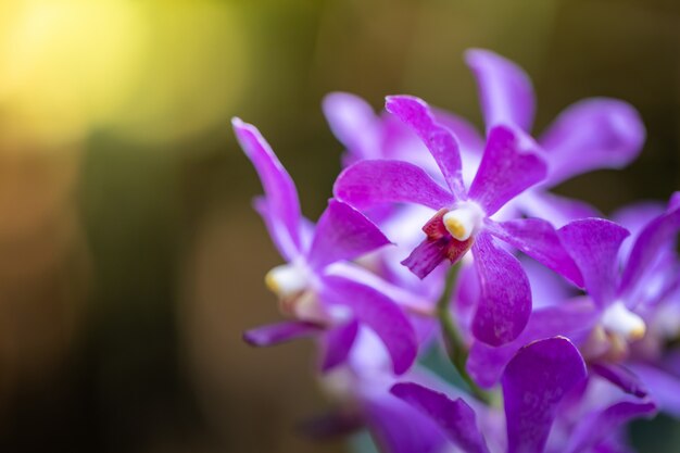 Mooie bloeiende orchideeën in het bos