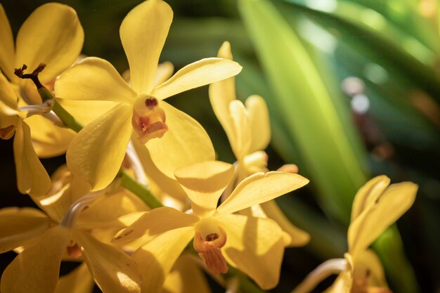 Mooie bloeiende orchideeën in het forest