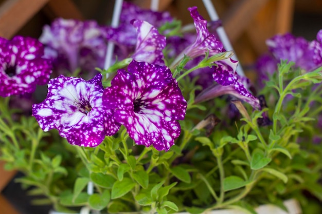 Mooie bloeiende paarse petunia's in een hangpot op de zomerveranda of tuinhuisje.