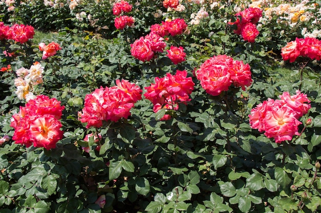 Mooie bloeiende roosjes in de tuin.