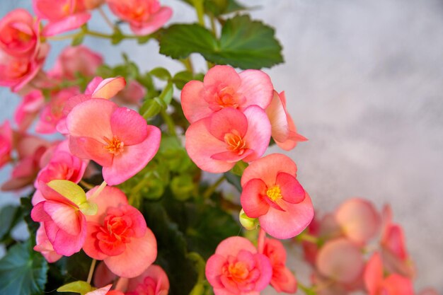 Mooie bloeiende roze begonia Home planten hobby sierteelt