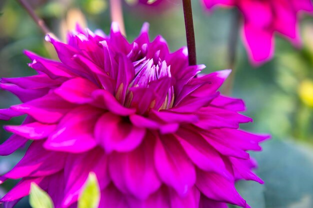 Mooie bloeiende roze Dahlia bloem in de tuin boom close-up focus