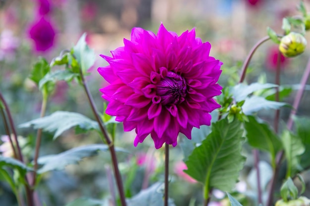 Mooie bloeiende roze Dahlia-bloem in de tuinboom