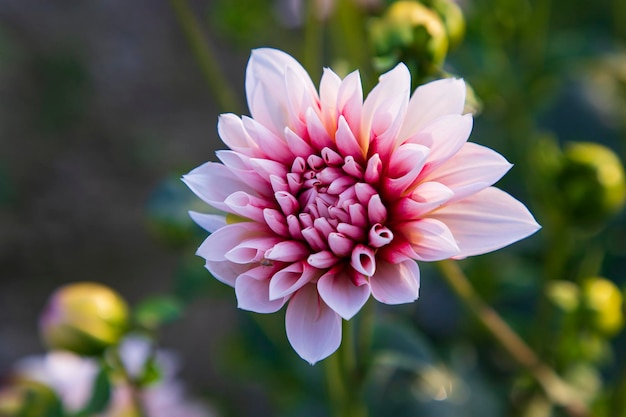 Mooie bloeiende roze Dahlia-bloem in de tuinboom