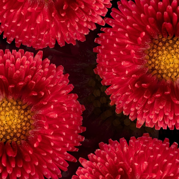 Mooie bloeiende roze gerbera madeliefje bloem op zwarte achtergrond Close-up foto