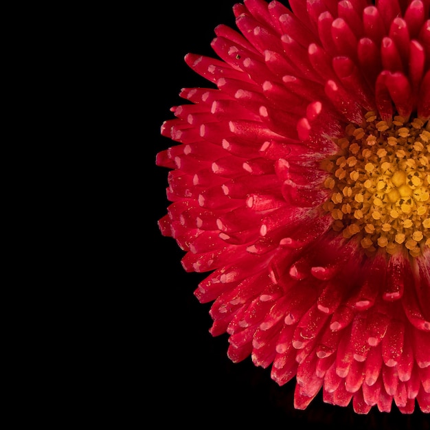 Mooie bloeiende roze gerbera madeliefje bloem op zwarte achtergrond