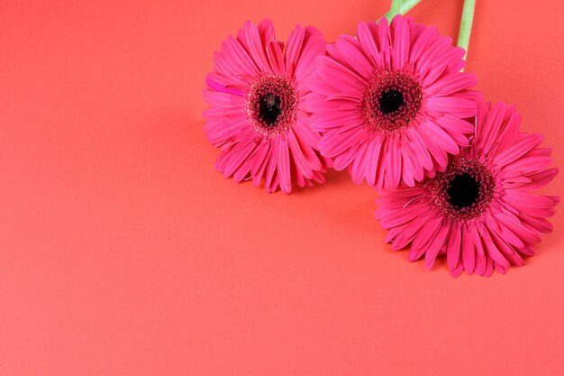 Mooie bloeiende roze gerbera's op de roze achtergrond, kopieer ruimte.