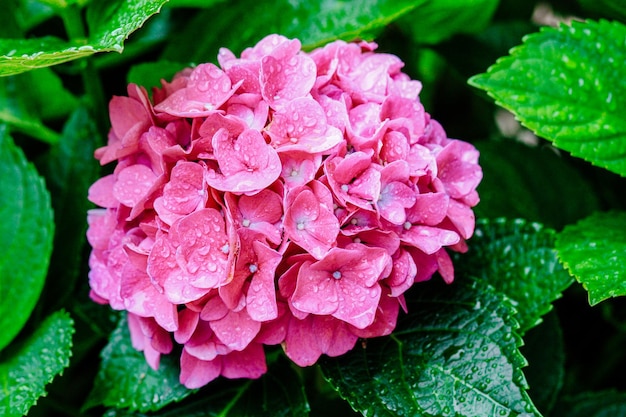 Mooie bloeiende roze hortensia