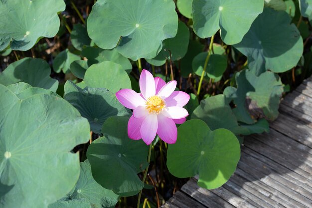 Mooie bloeiende roze lotusbloem met bladeren Waterlelievijver