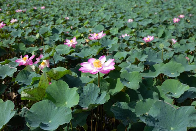 Mooie bloeiende roze lotusbloem met bladeren Waterlelievijver