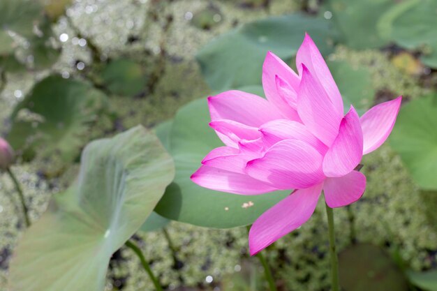 Mooie bloeiende roze lotusbloem met bladeren waterlelievijver