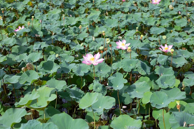 Mooie bloeiende roze lotusbloem met bladeren Waterlelievijver