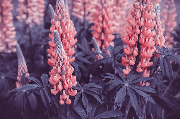 Mooie bloeiende roze lupine bloemen