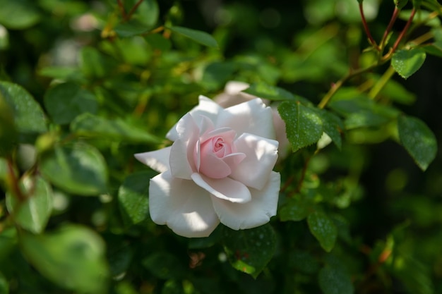 Mooie bloeiende roze roos in de tuin tegen de achtergrond van groene bladeren Schoonheid van de natuur Selectieve focus close-up