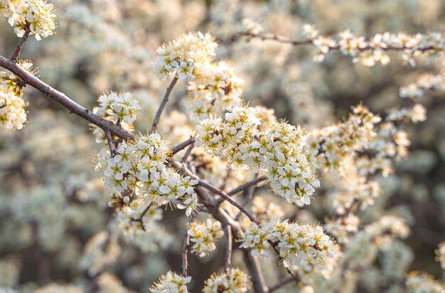 Mooie bloeiende takken. voor lente- en paaskaarten. selectieve aandacht.