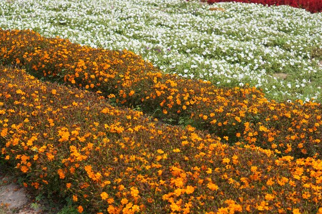 Mooie bloeiende tuin bloem achtergrond