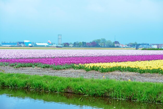 mooie bloeiende tulpen Holland Nederland