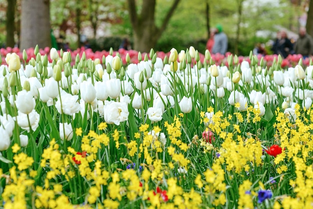 mooie bloeiende tulpen Holland Nederland
