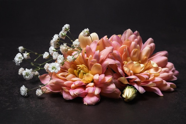 Mooie bloeiende twee roze chrysanten bloemen op een zwarte achtergrond.