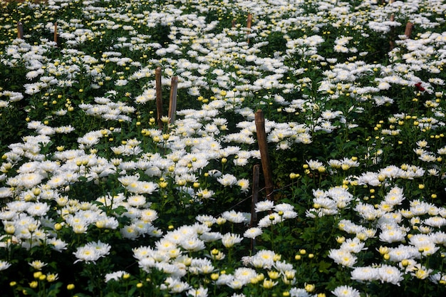 Mooie bloeiende witte chrysantenbloemen in veldbloemen met groene bladeren op de achtergrond van de tuinaard