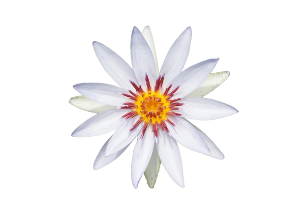 Mooie bloeiende witte paarse waterlelie lotusbloem op witte achtergrond