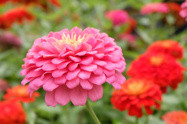 Mooie bloeiende Zinnia-bloem in de tuin.