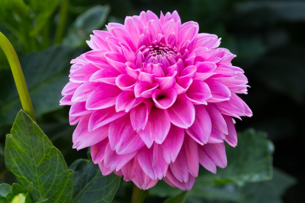 Mooie bloeiende zomerbloemen Dahlia's