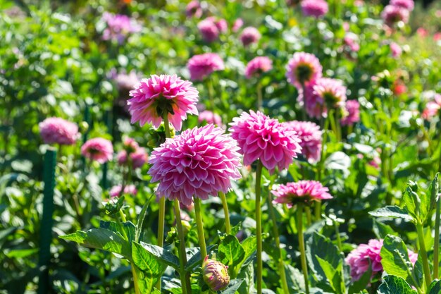 Mooie bloeiende zomerbloemen Dahlia's