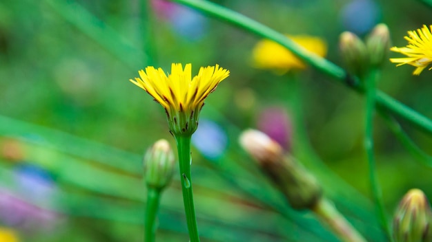 mooie bloeiende zomerbloemen en planten