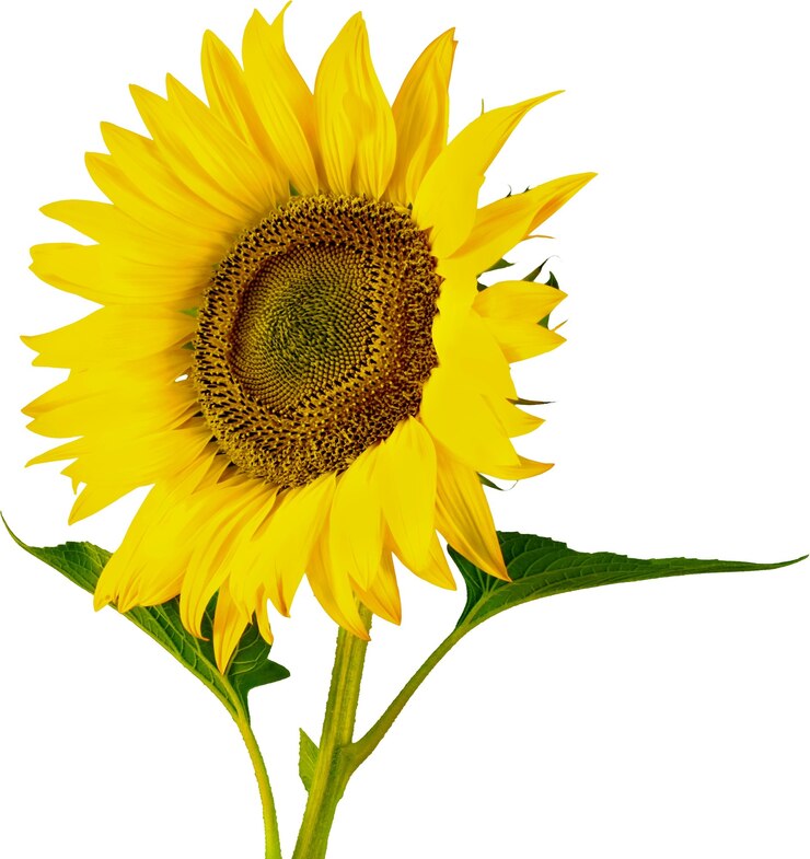 Foto mooie bloeiende zonnebloem op onscherpe natuurlijke achtergrond