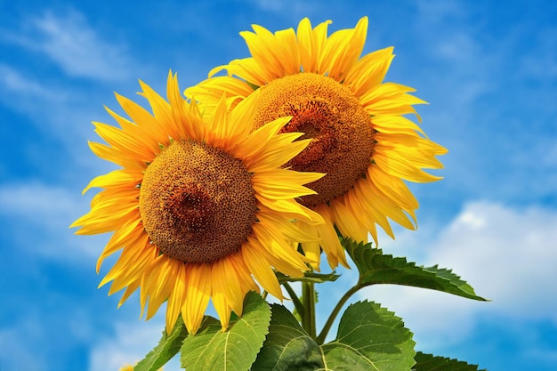 Mooie bloeiende zonnebloemen met blauwe lucht op de achtergrond Traditioneel concept voor zomer en bloemen