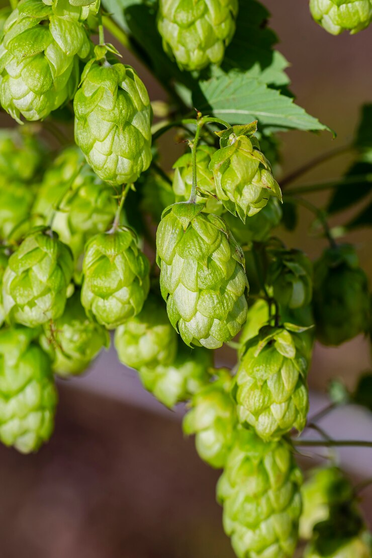 Mooie bloeiwijzen van hopbellen close-up.