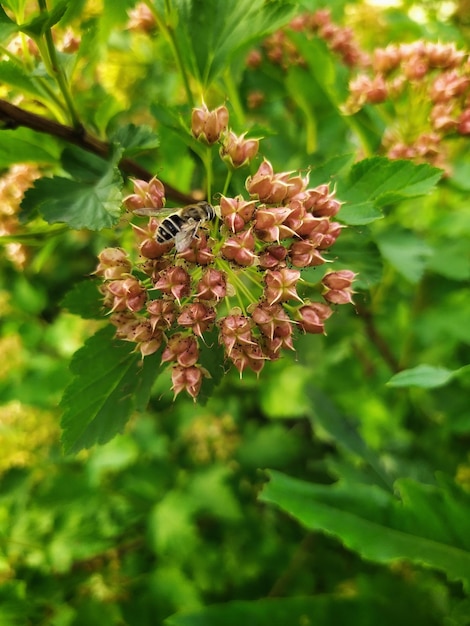 mooie bloem bloei