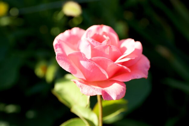 Mooie bloem groeit in de tuin