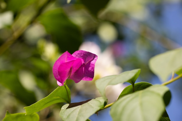 Mooie bloem in de natuur